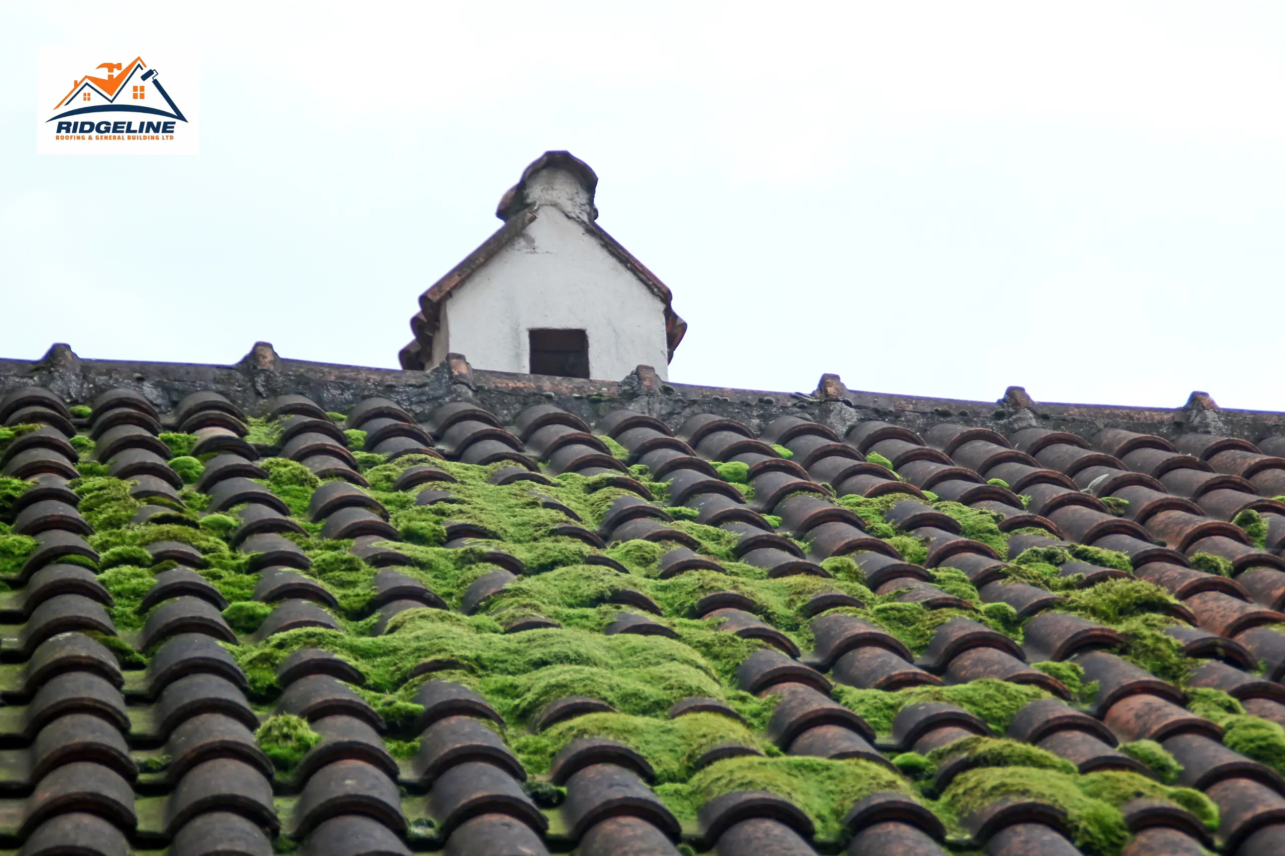 The Impact of Moss on Your Roof
